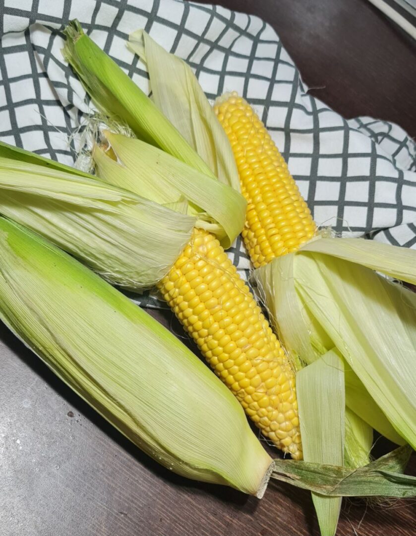 Fresh corn on the cob with husks partially peeled back